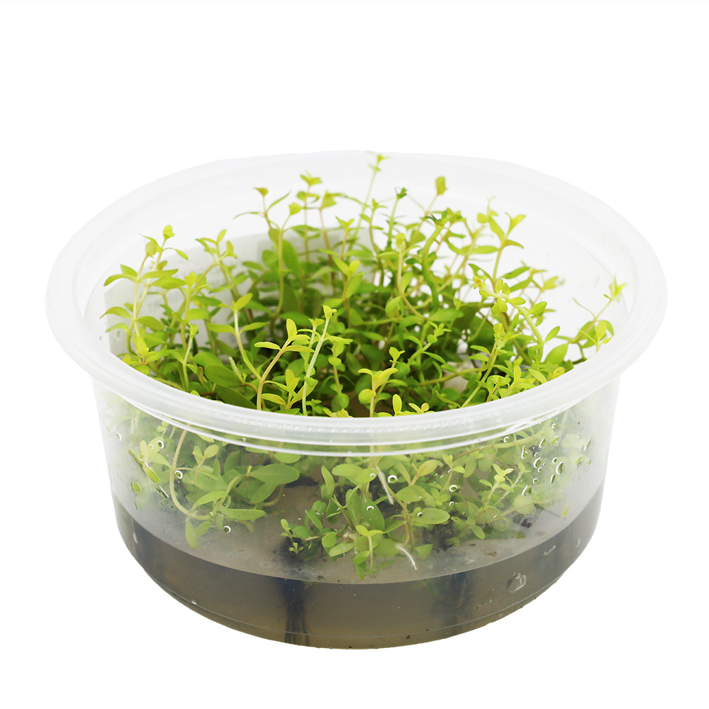 NESEA GOLD in vitro kubek 10cm